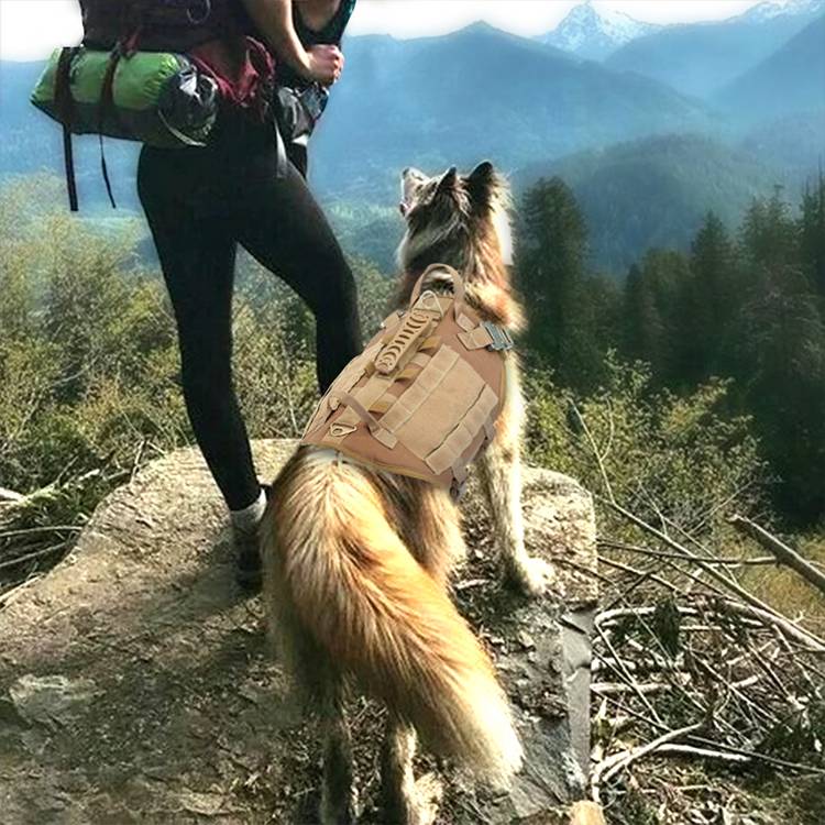 gilet tattico da combattimento per cani