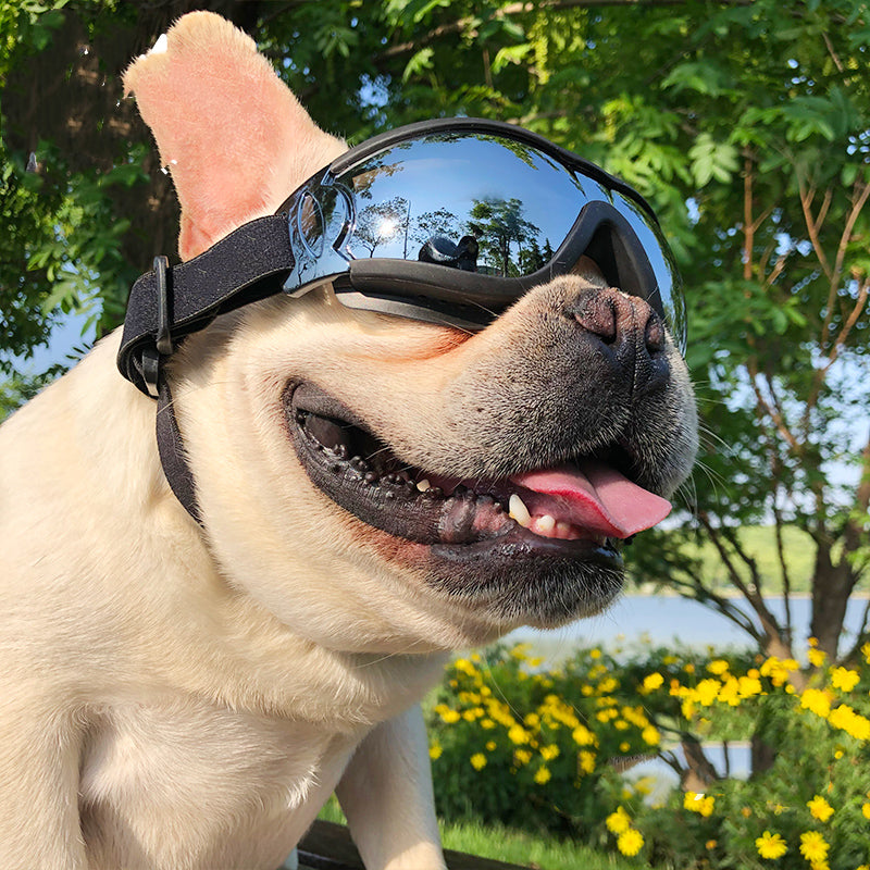 Occhiali da sole e anti vento per cani